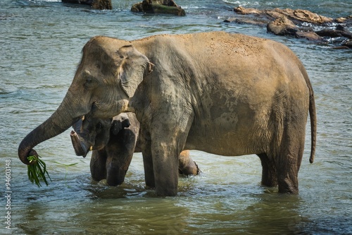 Canvas Print elephants in pinnawela sri lanka