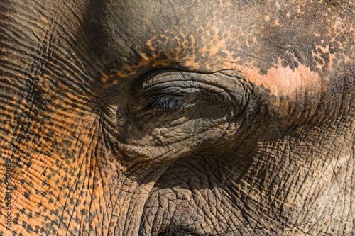 Photography elephants in pinnawela sri lanka