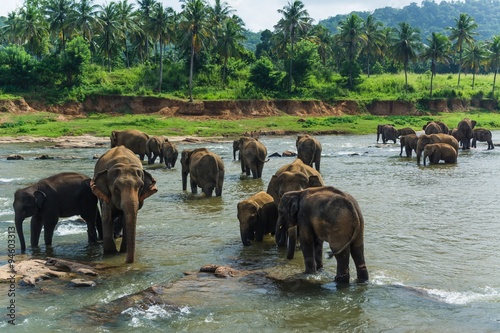 Photography elephants in pinnawela sri lanka