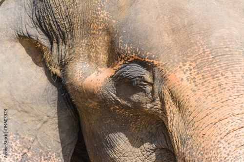 Canvas Print elephants in pinnawela sri lanka