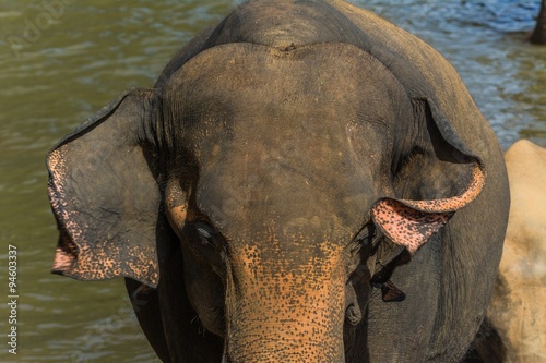 Canvas Print elephants in pinnawela sri lanka