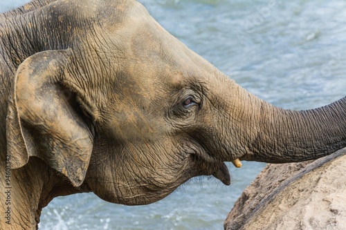 Photography elephants in pinnawela sri lanka