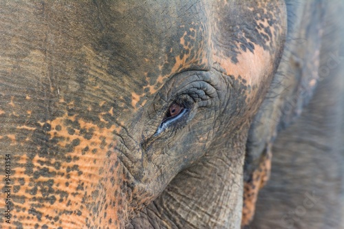 Photography elephants in pinnawela sri lanka