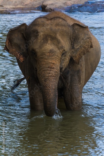 Canvas Print elephants in pinnawela sri lanka