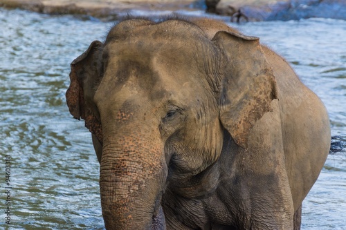 Canvas Print elephants in pinnawela sri lanka