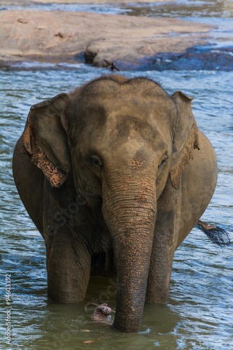 Photography elephants in pinnawela sri lanka