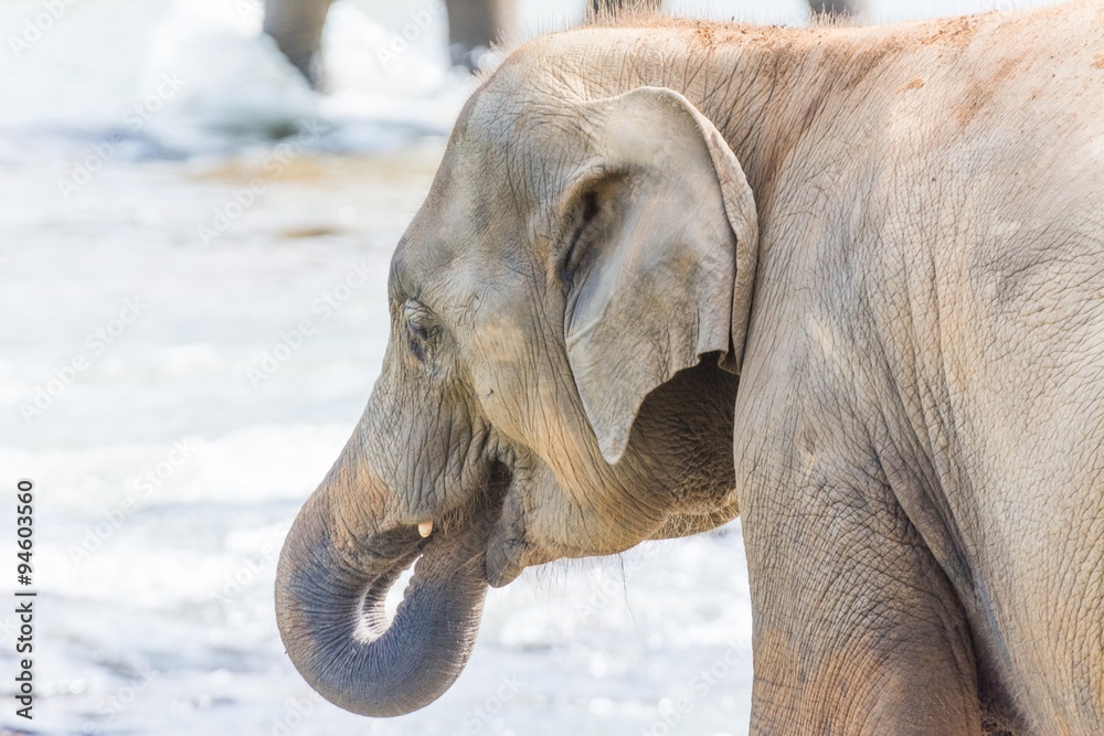 Fototapeta premium elephants in pinnawela sri lanka