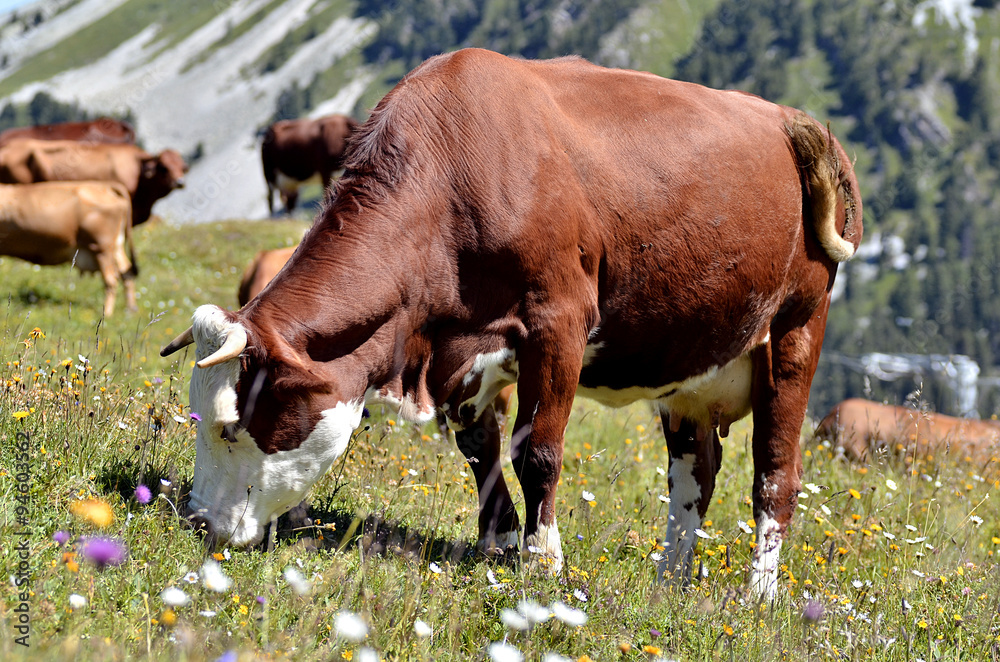 Fototapeta premium Cows in the French Alps