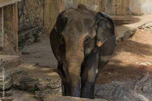 Photography elephants in pinnawela sri lanka