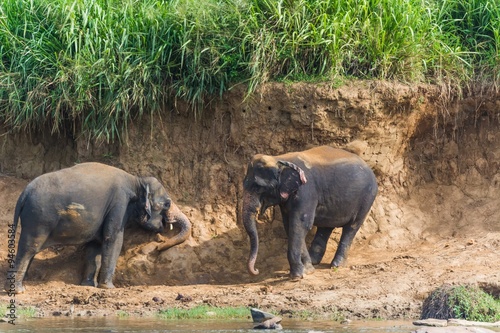 Photography elephants in pinnawela sri lanka