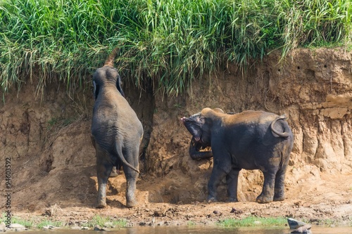 Photography elephants in pinnawela sri lanka