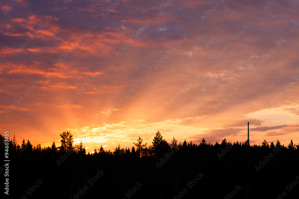 Obraz premium Sunrise over forest sun rays