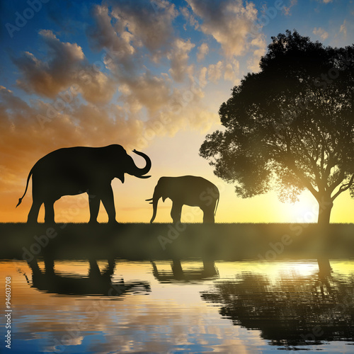 Silhouette elephants in the sunset