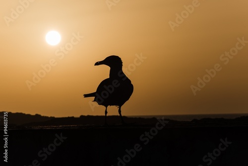 gull in sunset