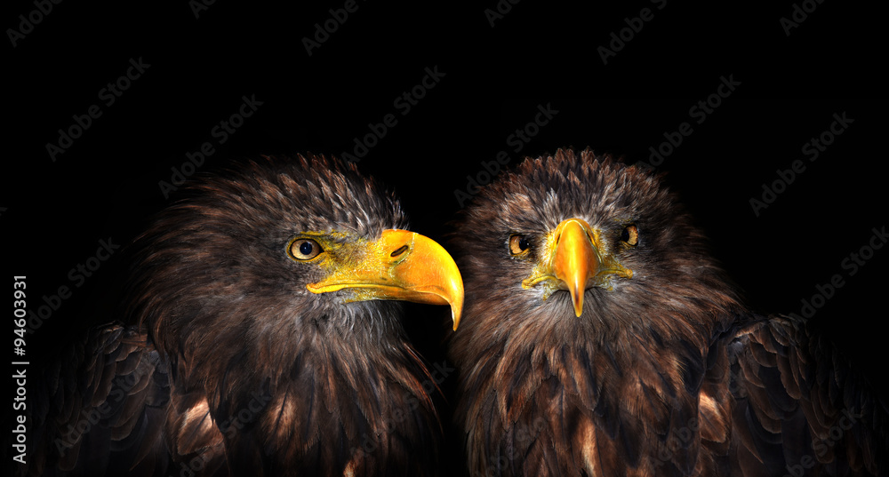 Sea eagles isolated on black background Sea eagles isolated on black background