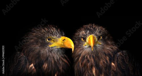 Sea eagles isolated on black background  photo