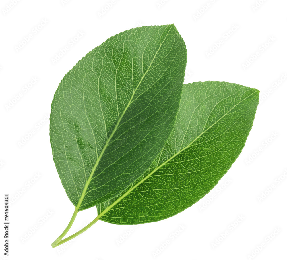 Obraz premium Pears leaves isolated on white background