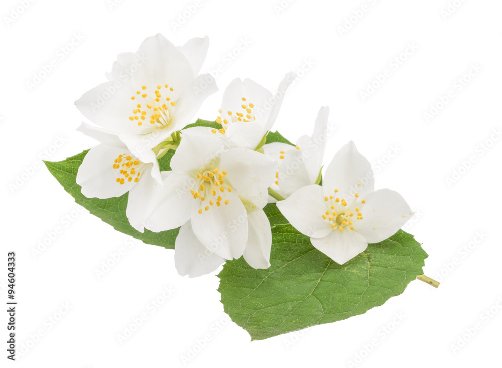 Jasmine flower isolated on white Jasmine flower isolated on white