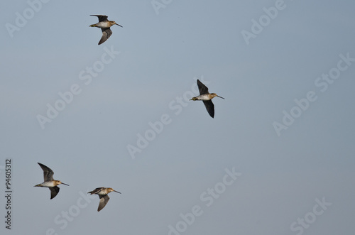 Flock of Sandpipers Flying in a Blue Sky