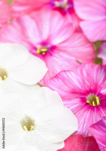 White and pink phlox flowers