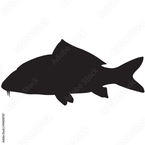 Silhouette of a carp koi-vector