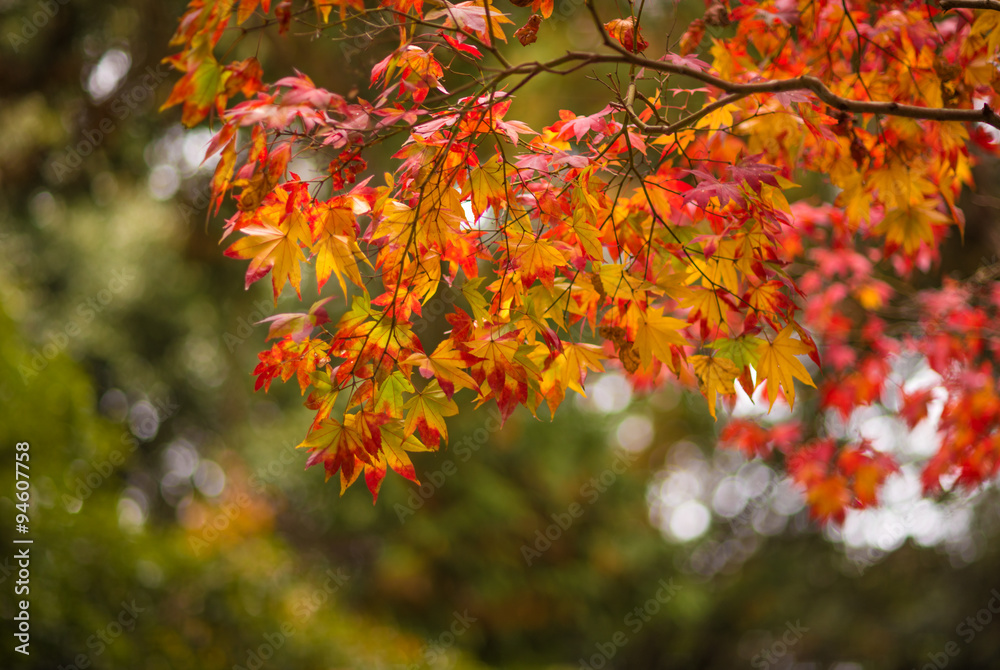 autumn leaves, very shallow focus autumn leaves, very shallow focus