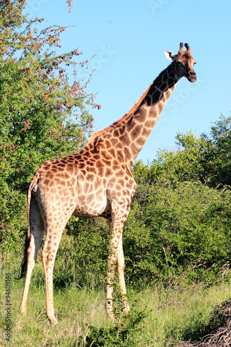 giraffa parco del kruger sodafrica