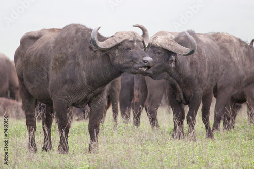 Herd of African buffalo (Cape buffalo) on plain of Serengeti National Park, Tanzania,