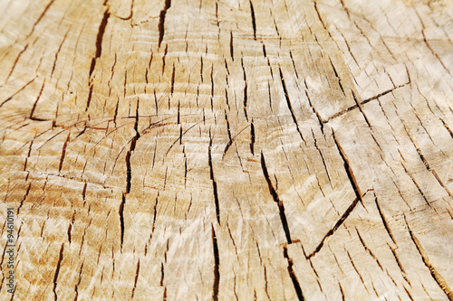 Texture of old cracked wooden stump with a slits
