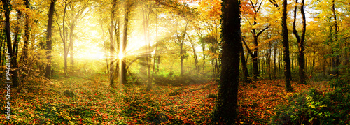 Autumn forest with sun rays #94610517