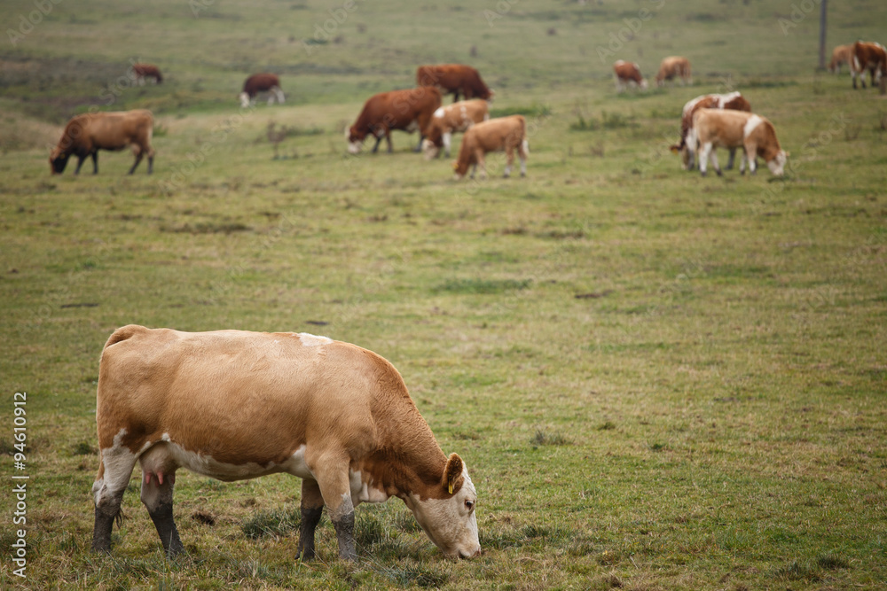 Cows on autumn pasture