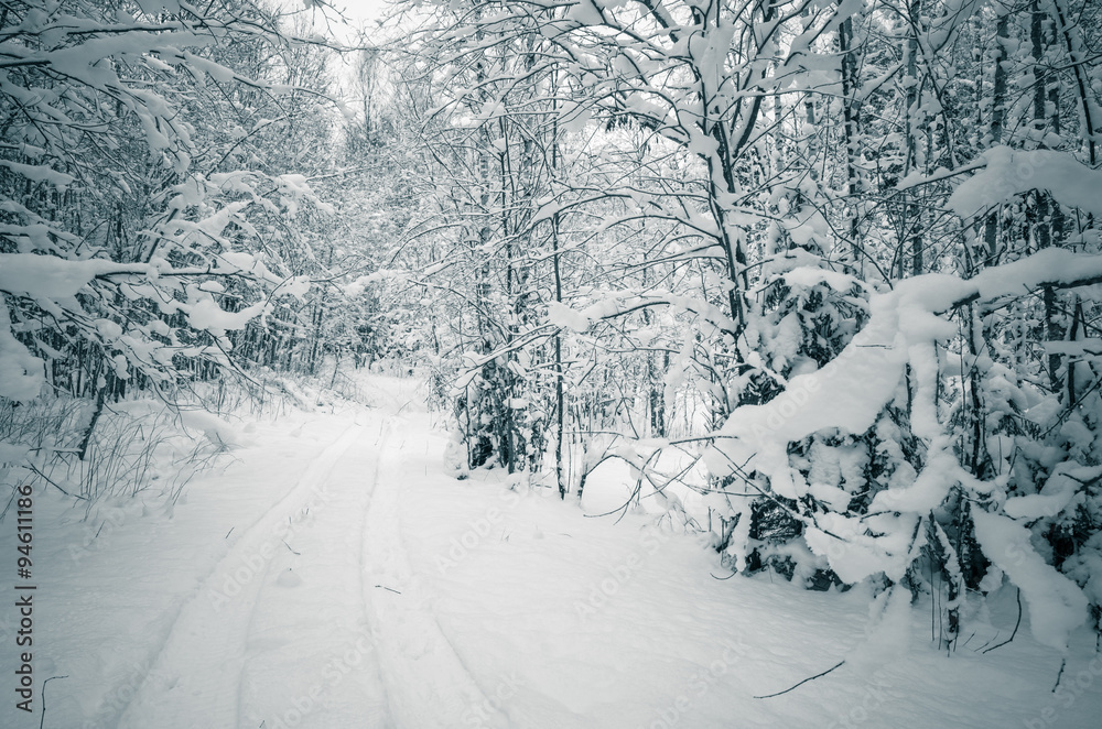 Winter snow covered trees. Viitna, Estonia. Winter snow covered trees. Viitna, Estonia.