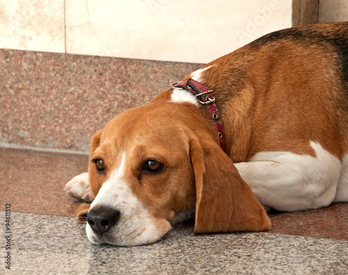 Beagle