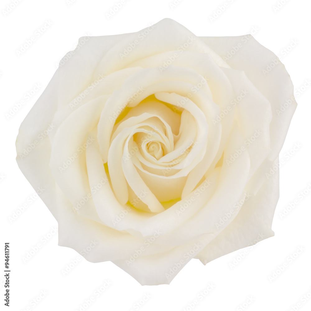 creamy pastel yellow hybrid tea rose isolated on white creamy pastel yellow hybrid tea rose isolated on white