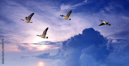 Birds flying over purple sky panoramic view