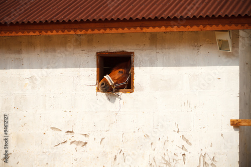 Horse nose in a small window.