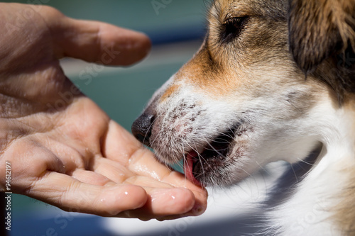 Dog licking a human hand