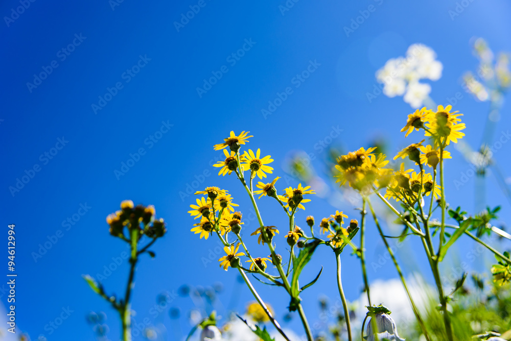 Flower field with snow mountain and sunny day, Kashmir, India. Flower field with snow mountain and sunny day, Kashmir, India.