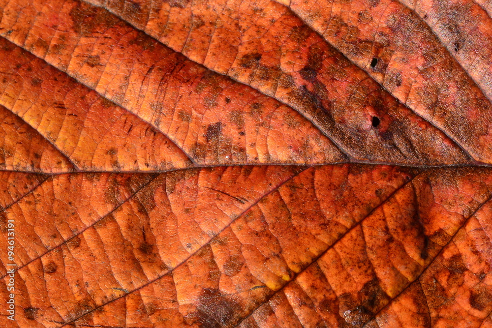 Autumn colors are always such a pretty sight to see. Autumn colors are always such a pretty sight to see.