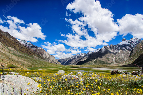 Beautiful yellow flower field with blue sky and cloud, Kashmir,