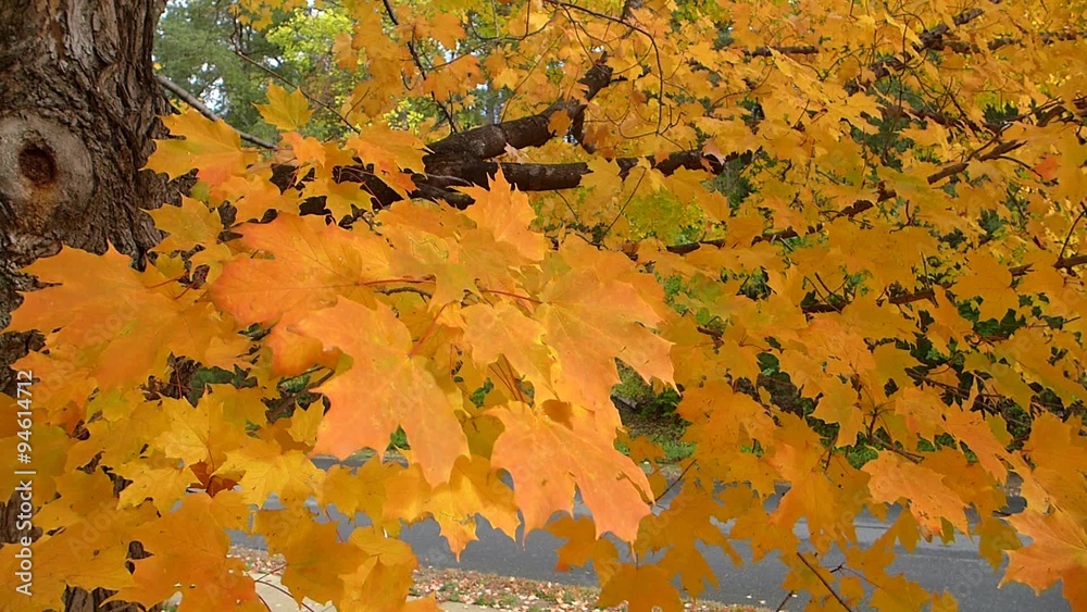 maple tree fall foliage