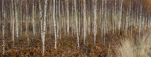 young birch trees in autumn #94616747