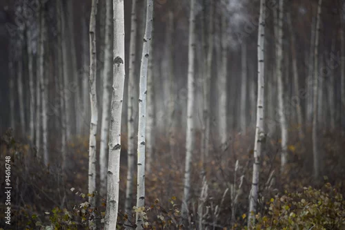 Fototapeta samoprzylepna Pnie małych brzóz