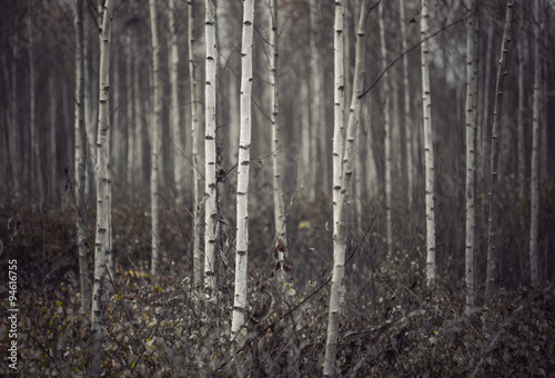 Small birch trees in autumn