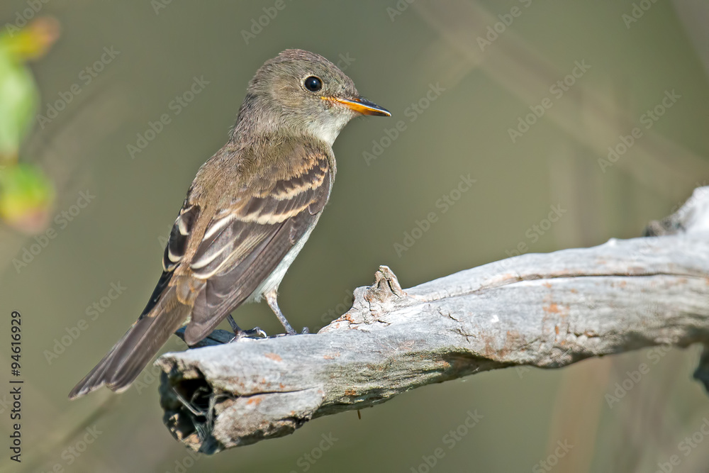 Obraz premium Eastern Wood-Pewee on branch