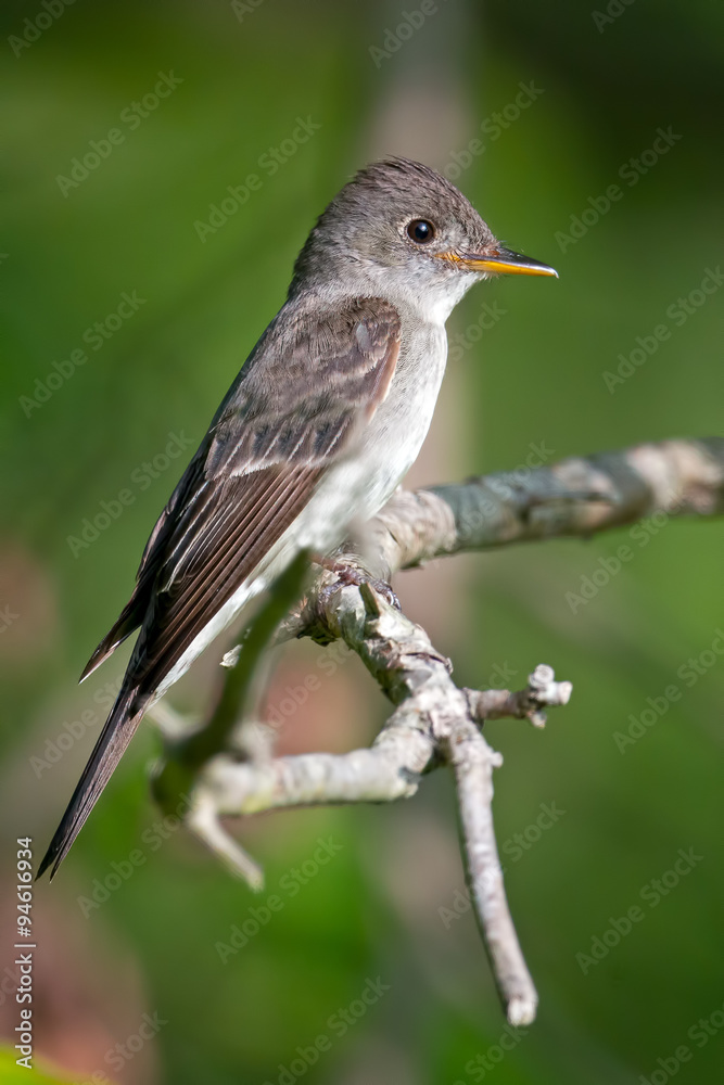 Fototapeta premium Eastern Wood-Pewee on branch