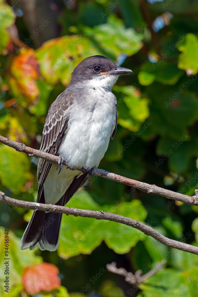 Fototapeta premium Eastern Kingbird
