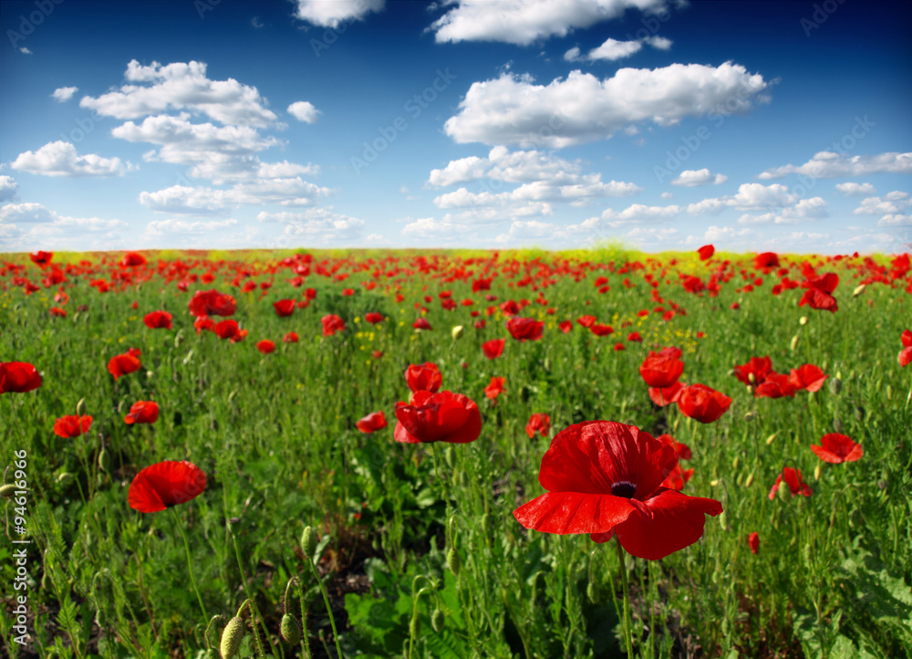 Summer wildflowers