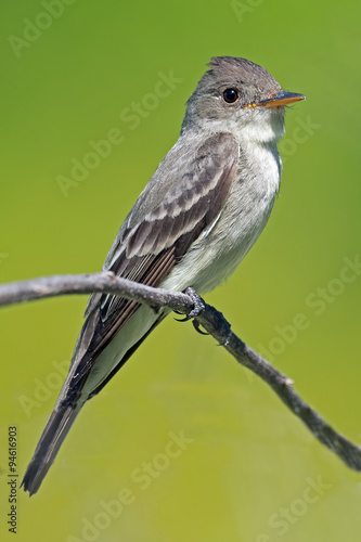 Foto Eastern Wood-Pewee on branch