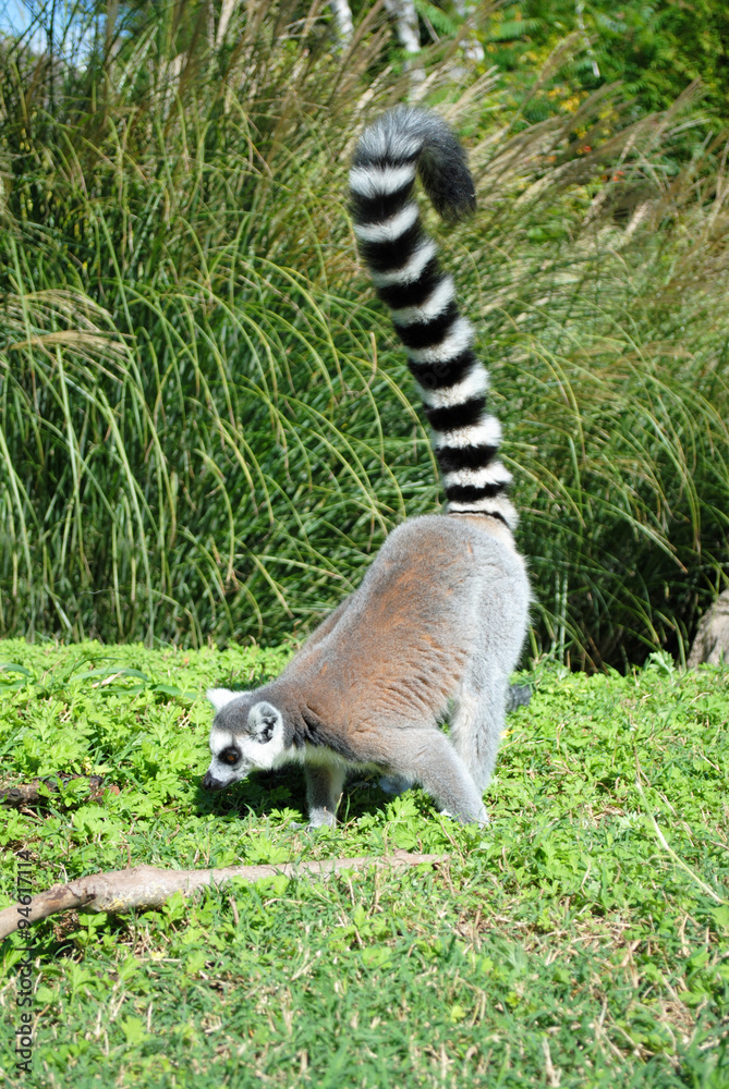 Naklejka premium Ring-tailed lemur. Lemur catta. Madagascar